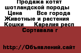 Продажа котят шотландской породы › Цена ­ - - Все города Животные и растения » Кошки   . Карелия респ.,Сортавала г.